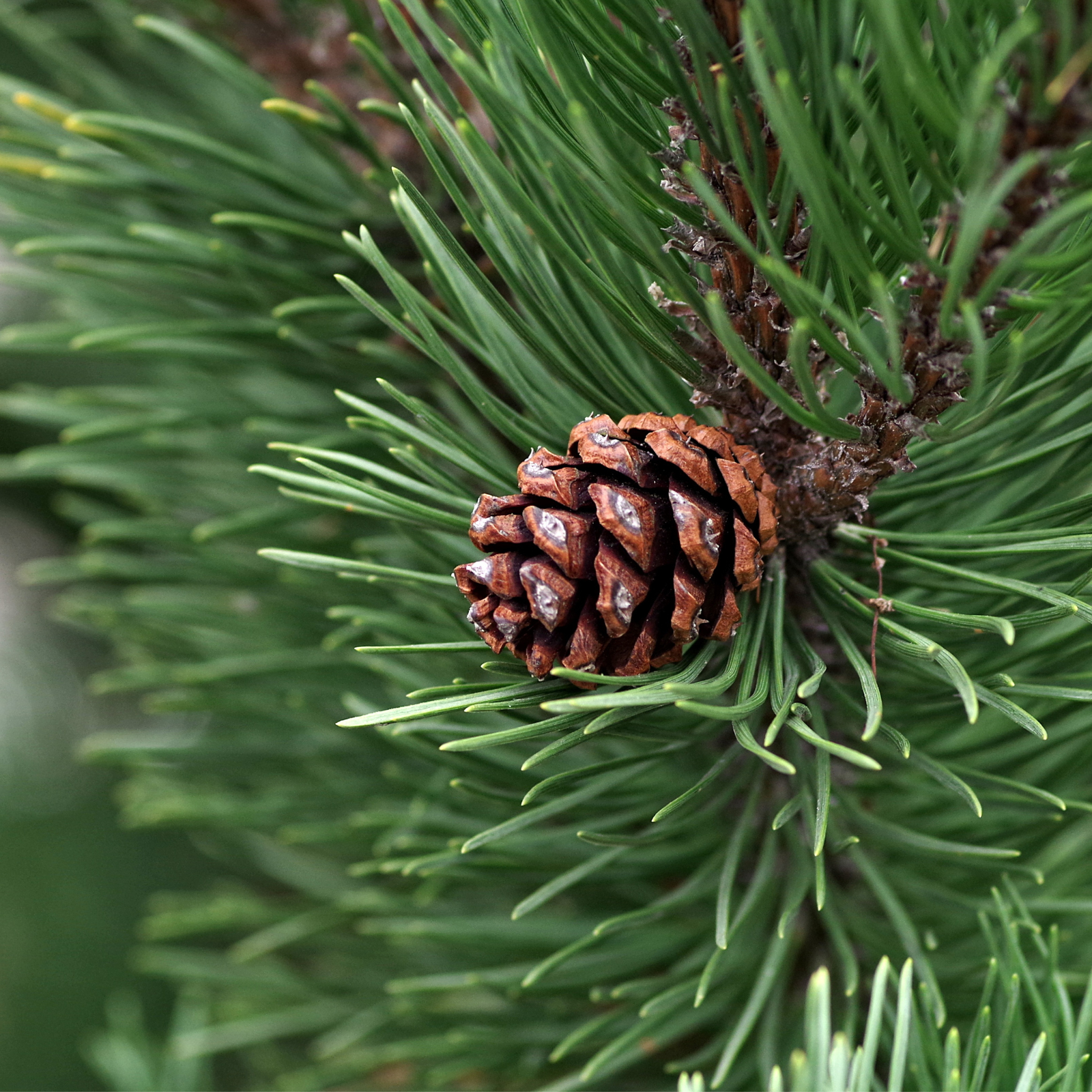 Brezza Balsamica - Cristiana Bellodi