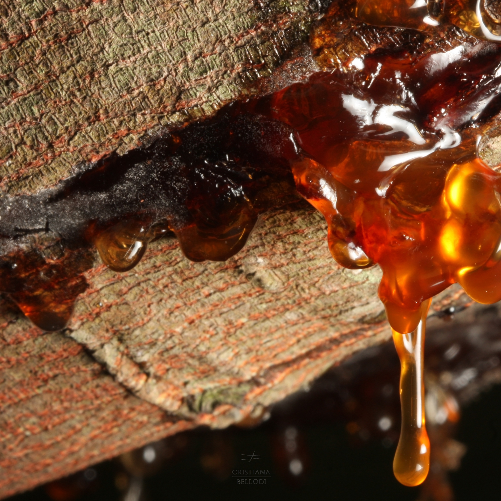 Legno di Rose e Resine - Cristiana Bellodi